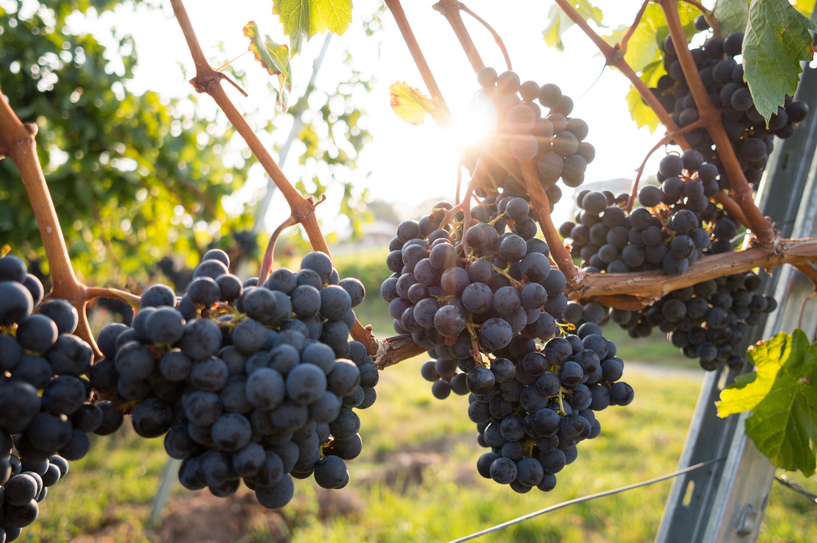 Wine grapes on the vine at sunset